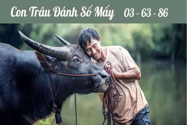 Nằm mơ thấy trâu